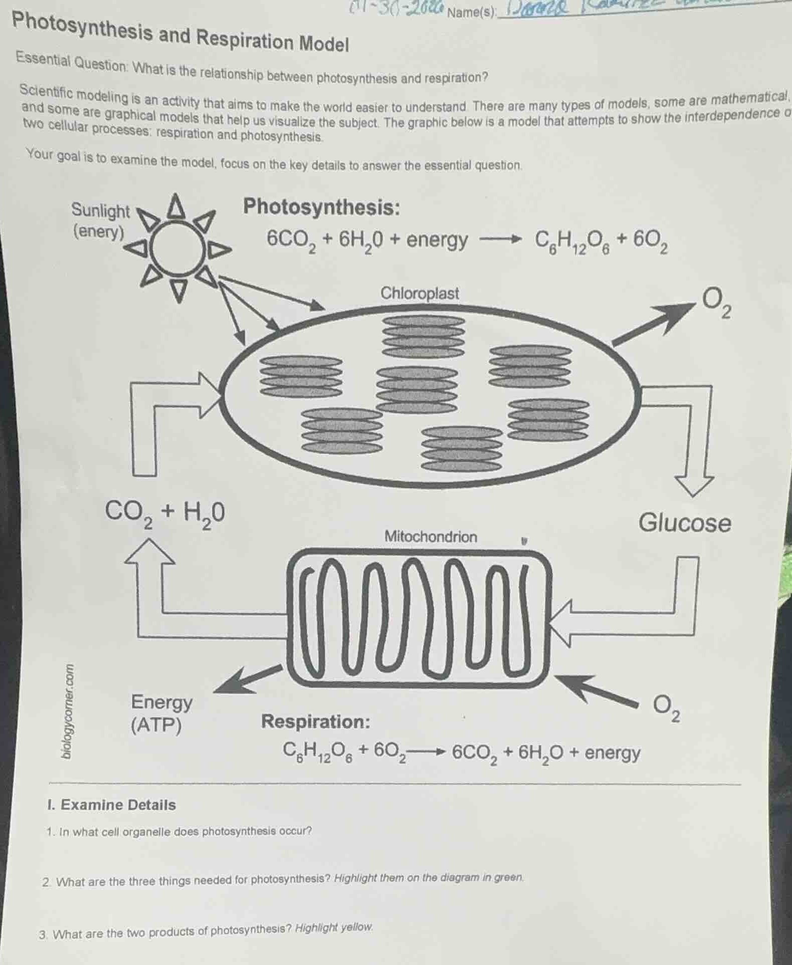 photosynthesis and respiration model essential question: what is the re…