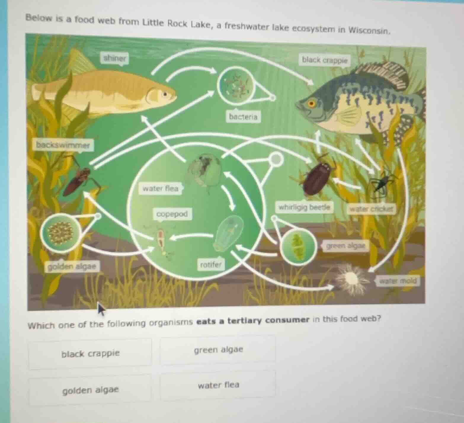 below is a food web from little rock lake, a freshwater lake ecosystem …