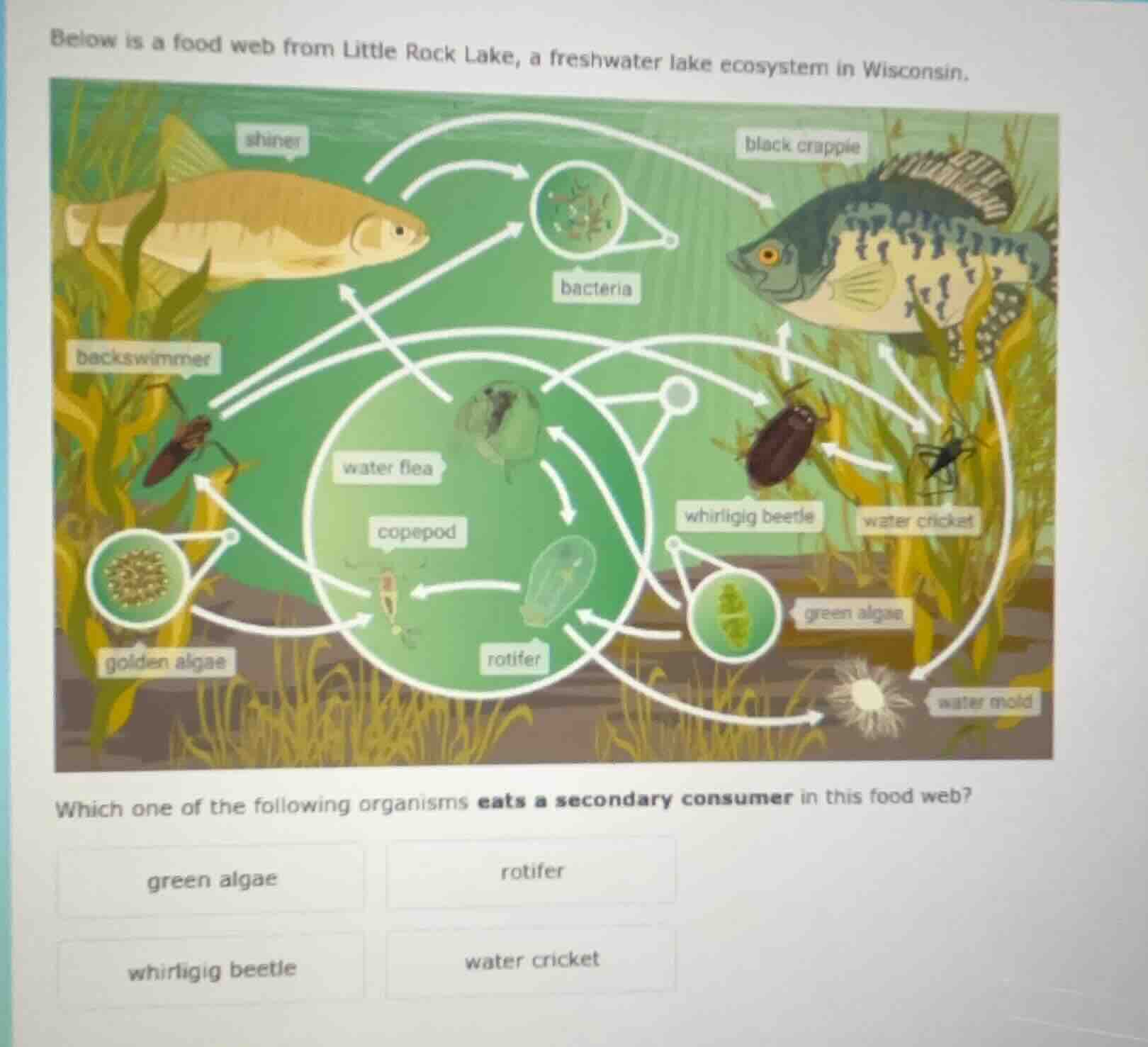 below is a food web from little rock lake, a freshwater lake ecosystem …