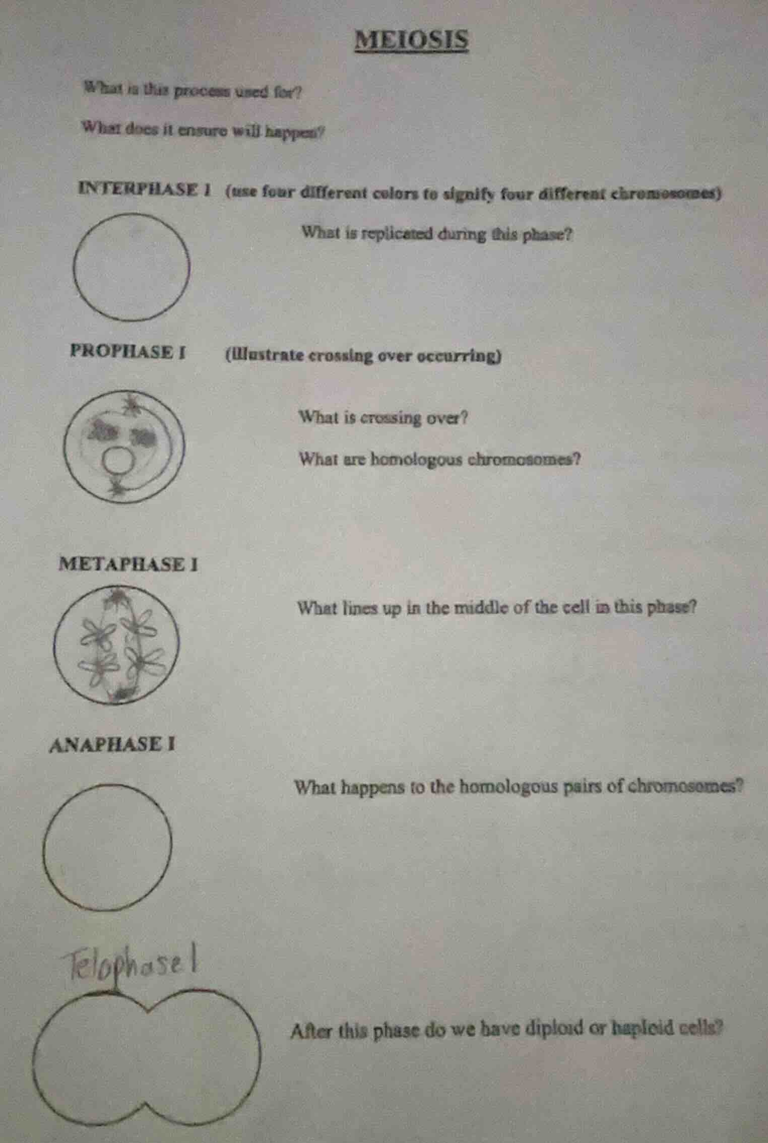 meiosis what is this process used for? what does it ensure will happen?…