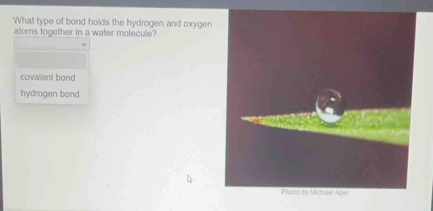 what type of bond holds the hydrogen and oxygen atoms together in a wat…