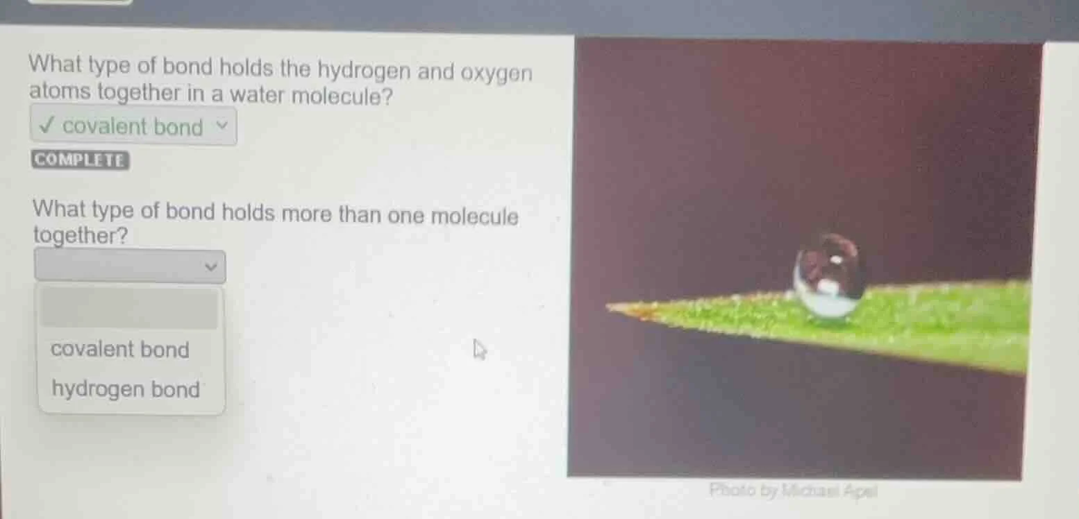 what type of bond holds the hydrogen and oxygen atoms together in a wat…