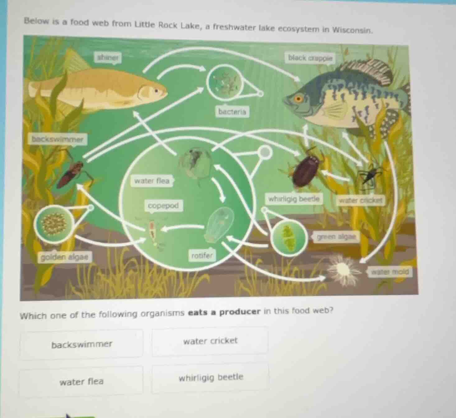 below is a food web from little rock lake, a freshwater lake ecosystem …