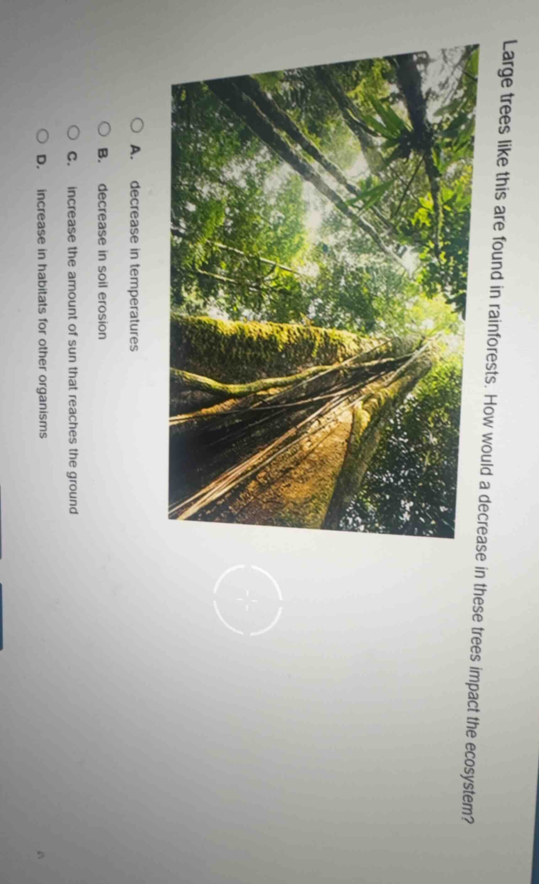 large trees like this are found in rainforests. how would a decrease in…