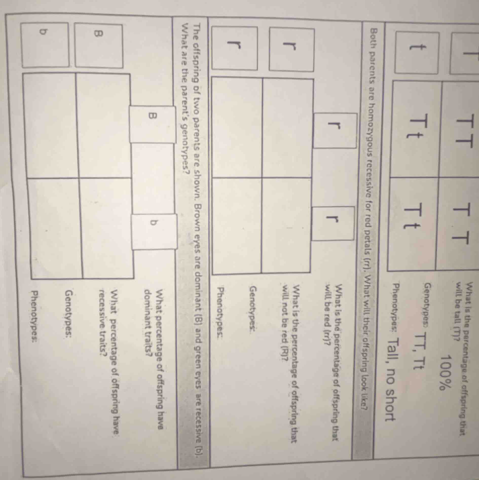 what is the percentage of offspring that will be tall (t)? genotypes: t…