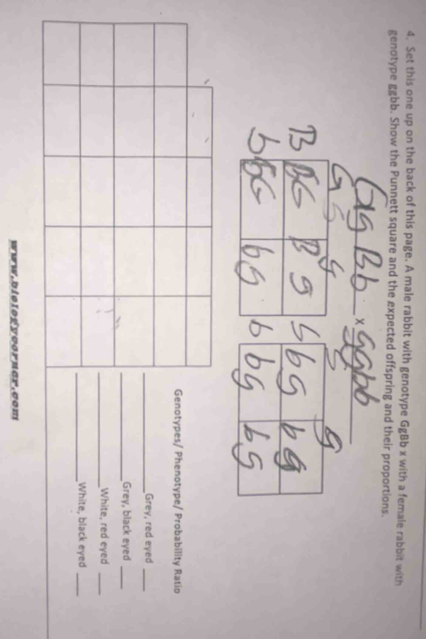 4. set this one up on the back of this page. a male rabbit with genotyp…