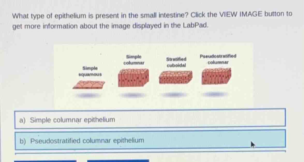 what type of epithelium is present in the small intestine? click the vi…