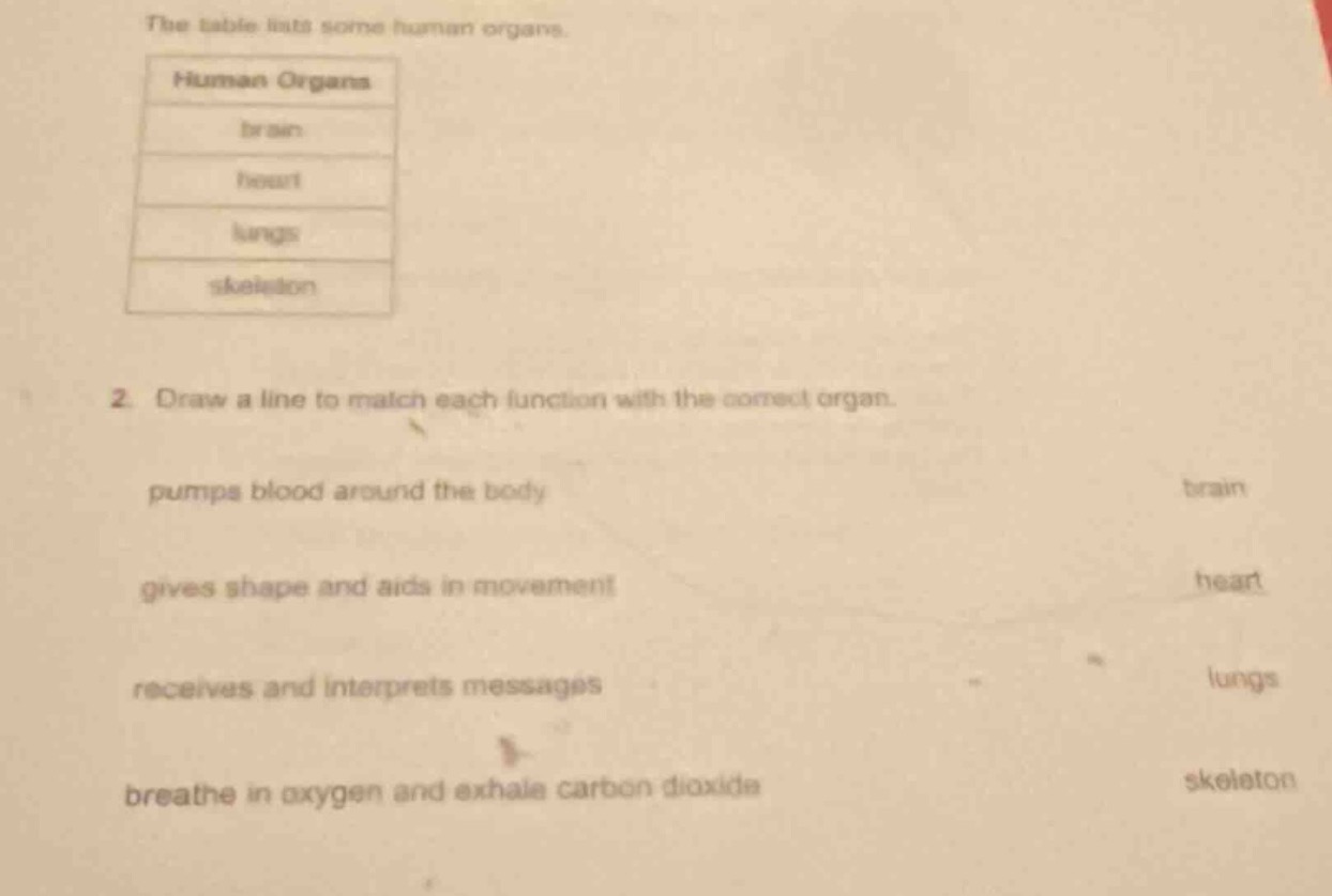 the table lists some human organs. human organs brain heart lungs skele…