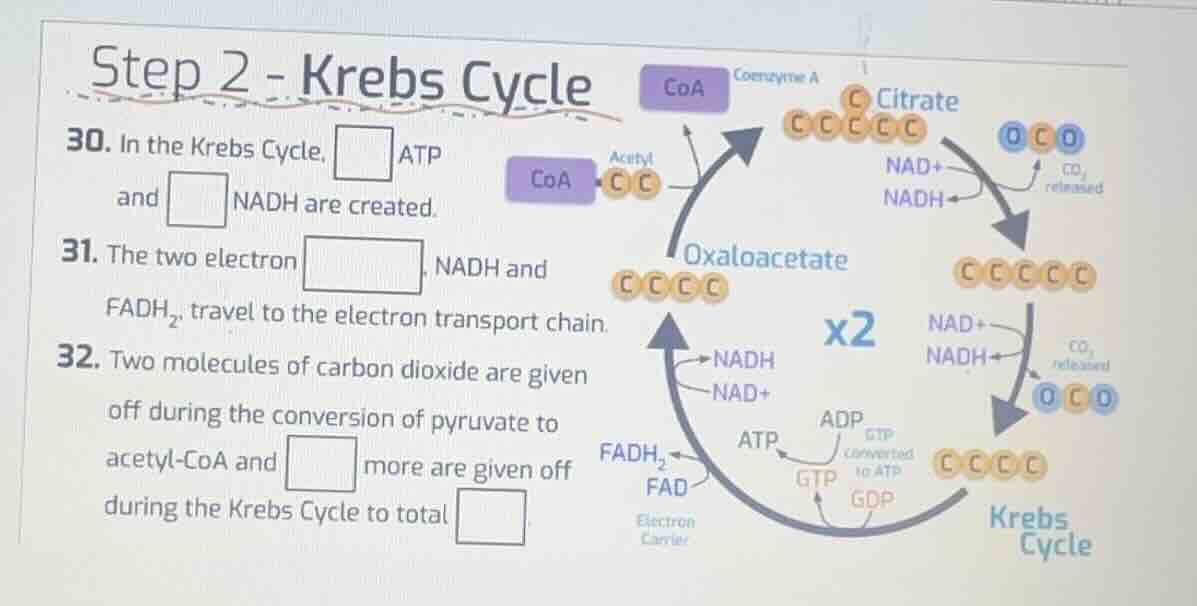 step 2 - krebs cycle 30. in the krebs cycle, \\square atp and \\square …