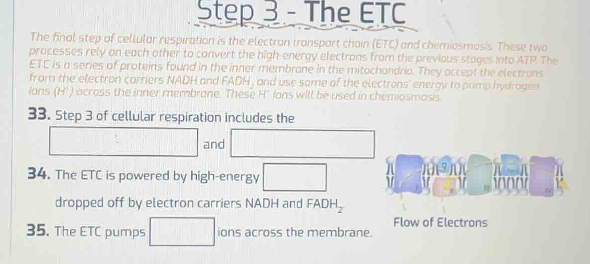 step 3 - the etc the final step of cellular respiration is the electron…