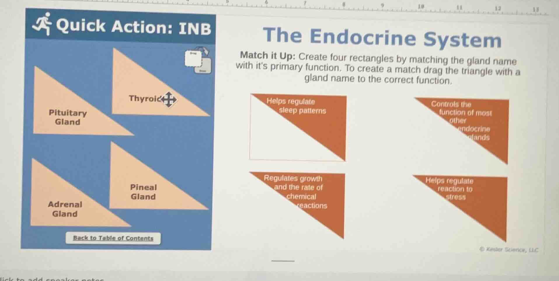 quick action: inb the endocrine system match it up: create four rectang…
