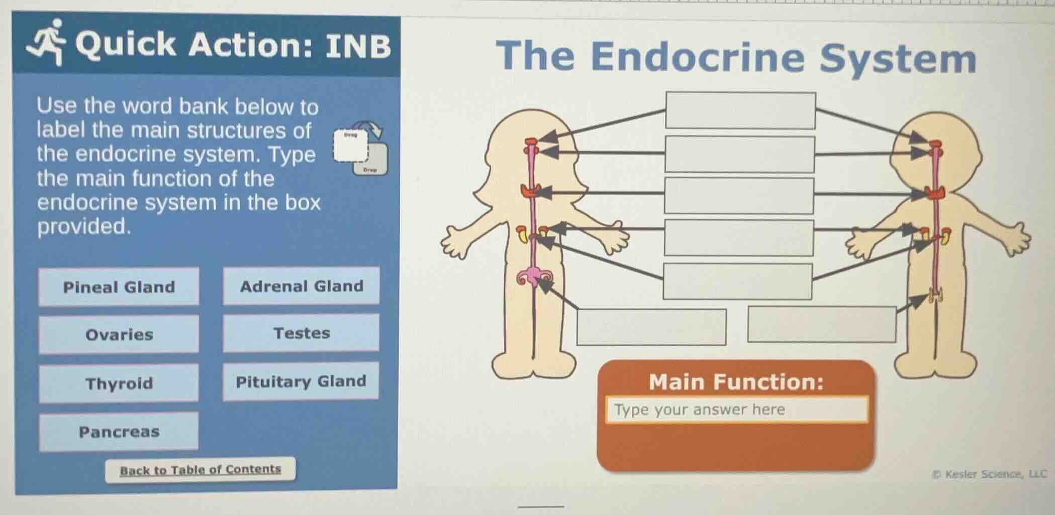 quick action: inb the endocrine system use the word bank below to label…