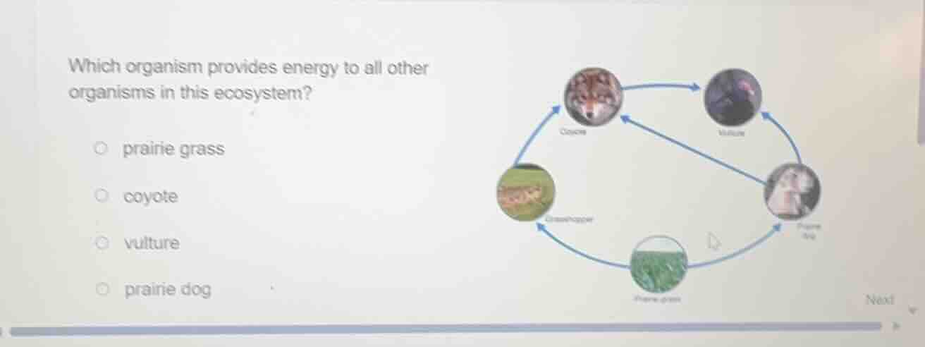which organism provides energy to all other organisms in this ecosystem…
