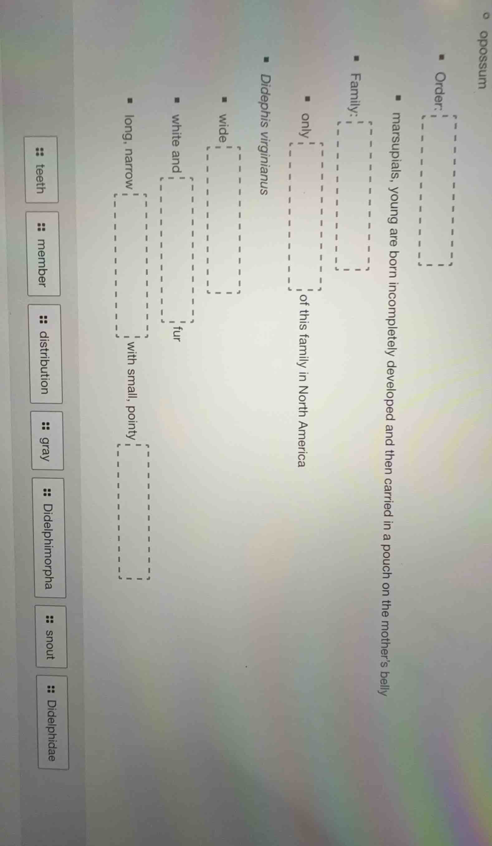 opossum - order: - marsupials, young are born incompletely developed an…