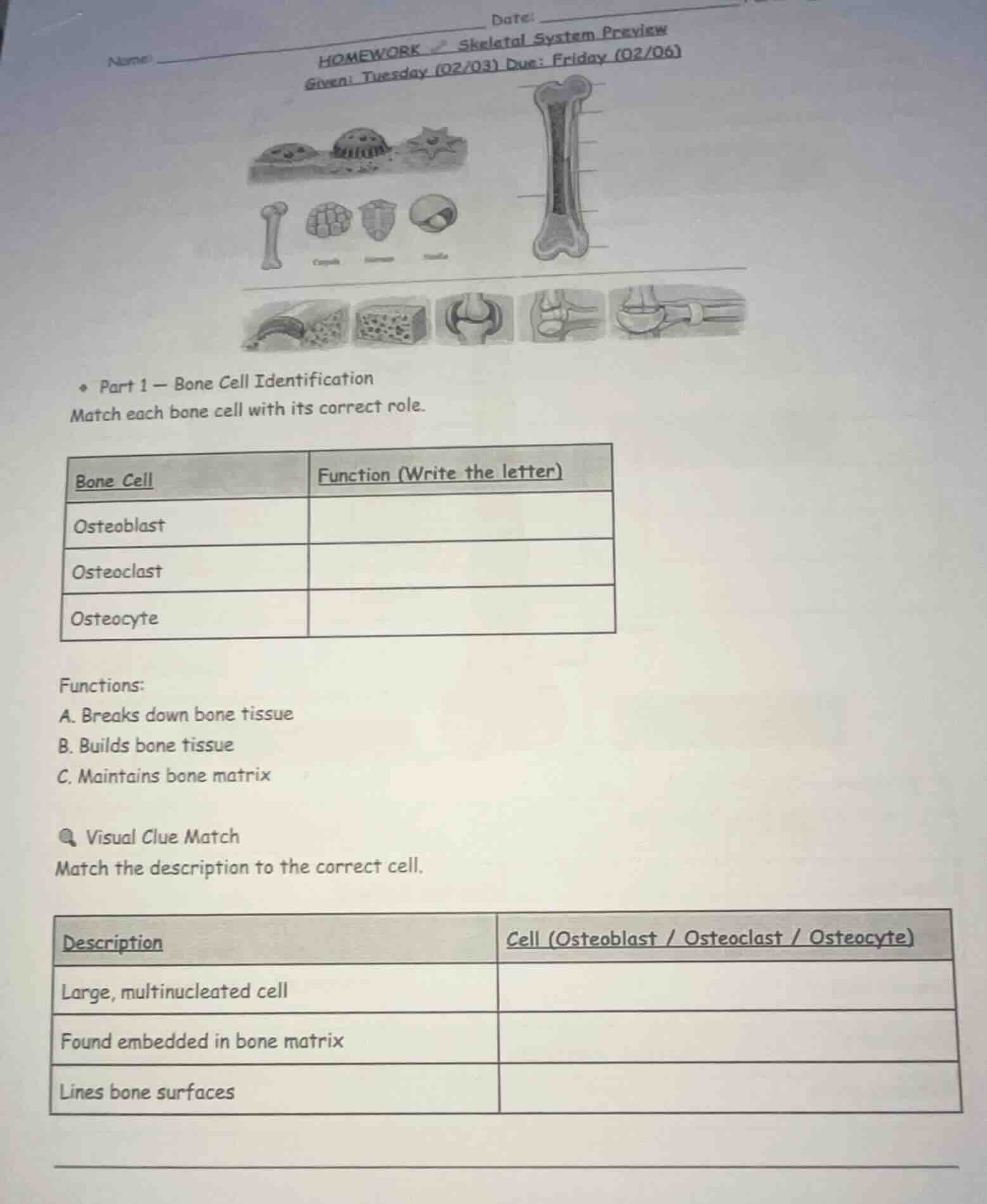 name date: homework skeletal system preview given: tuesday (02/03) due:…