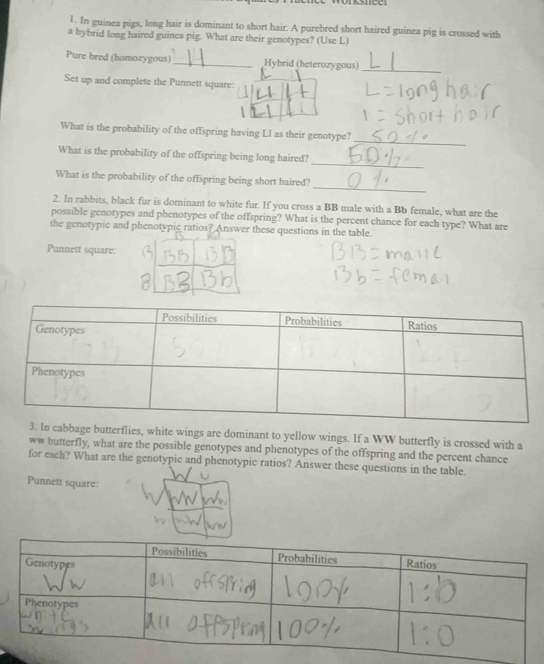 1. in guinea pigs, long hair is dominant to short hair. a purebred shor…