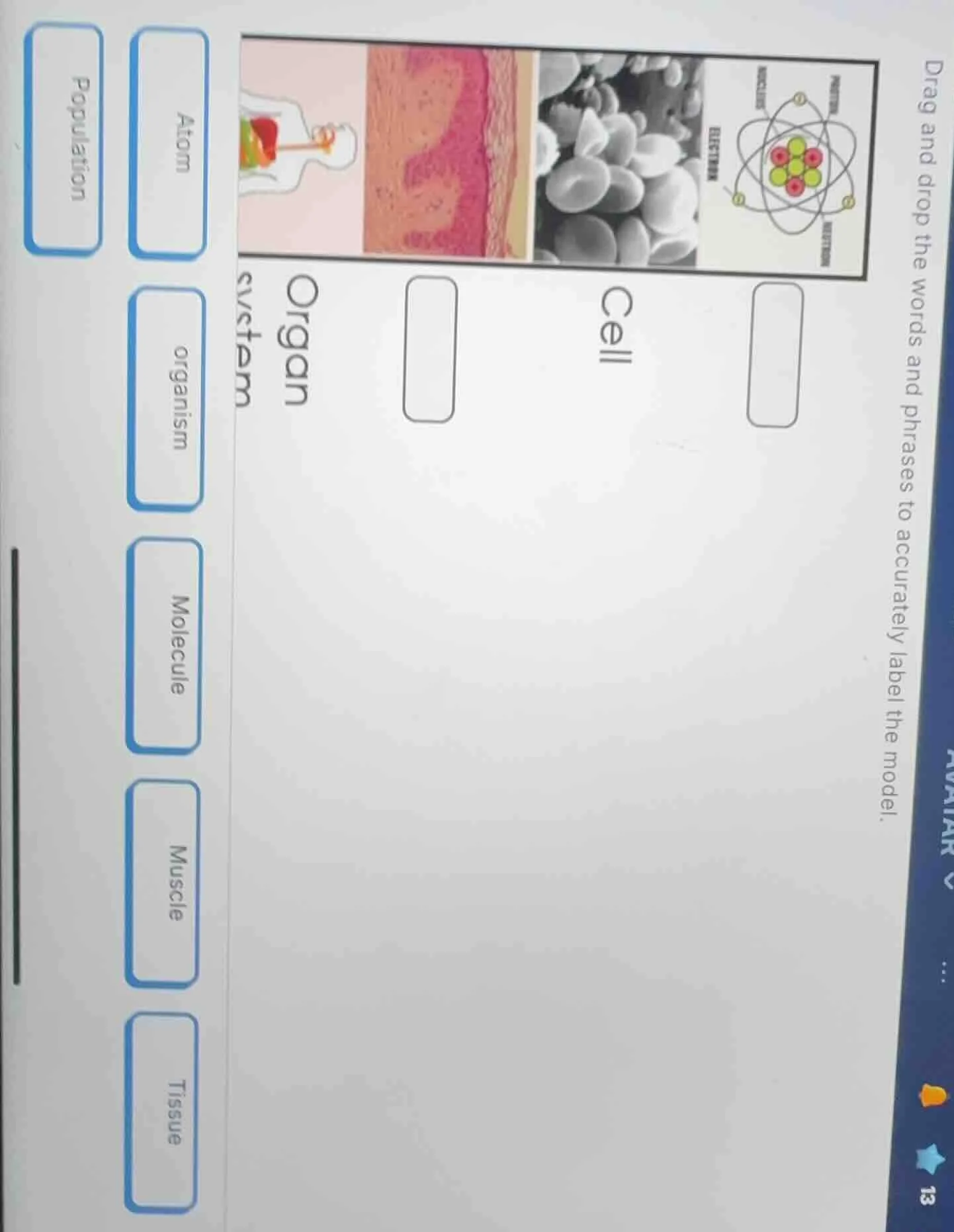 drag and drop the words and phrases to accurately label the model. atom…