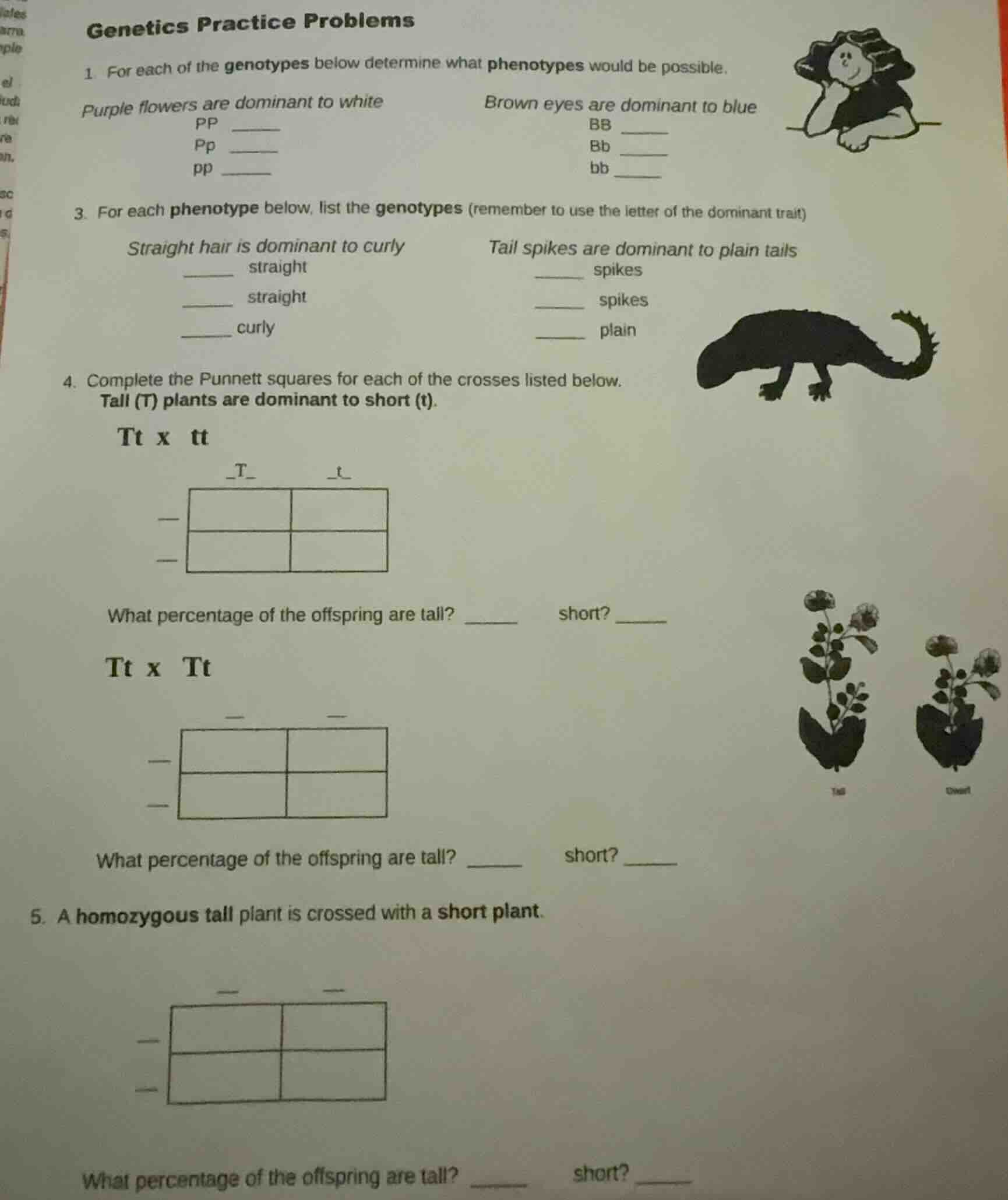 genetics practice problems 1. for each of the genotypes below determine…
