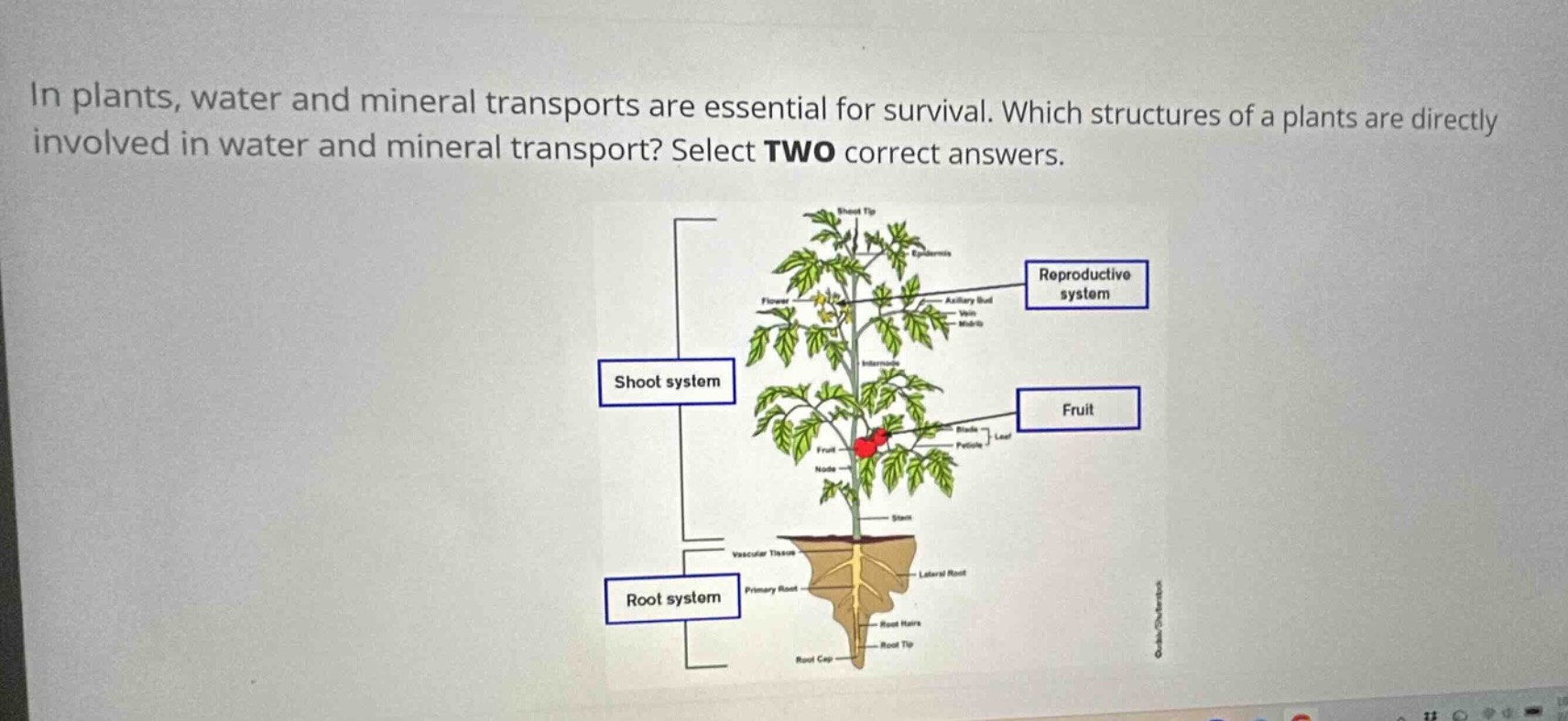 in plants, water and mineral transports are essential for survival. whi…