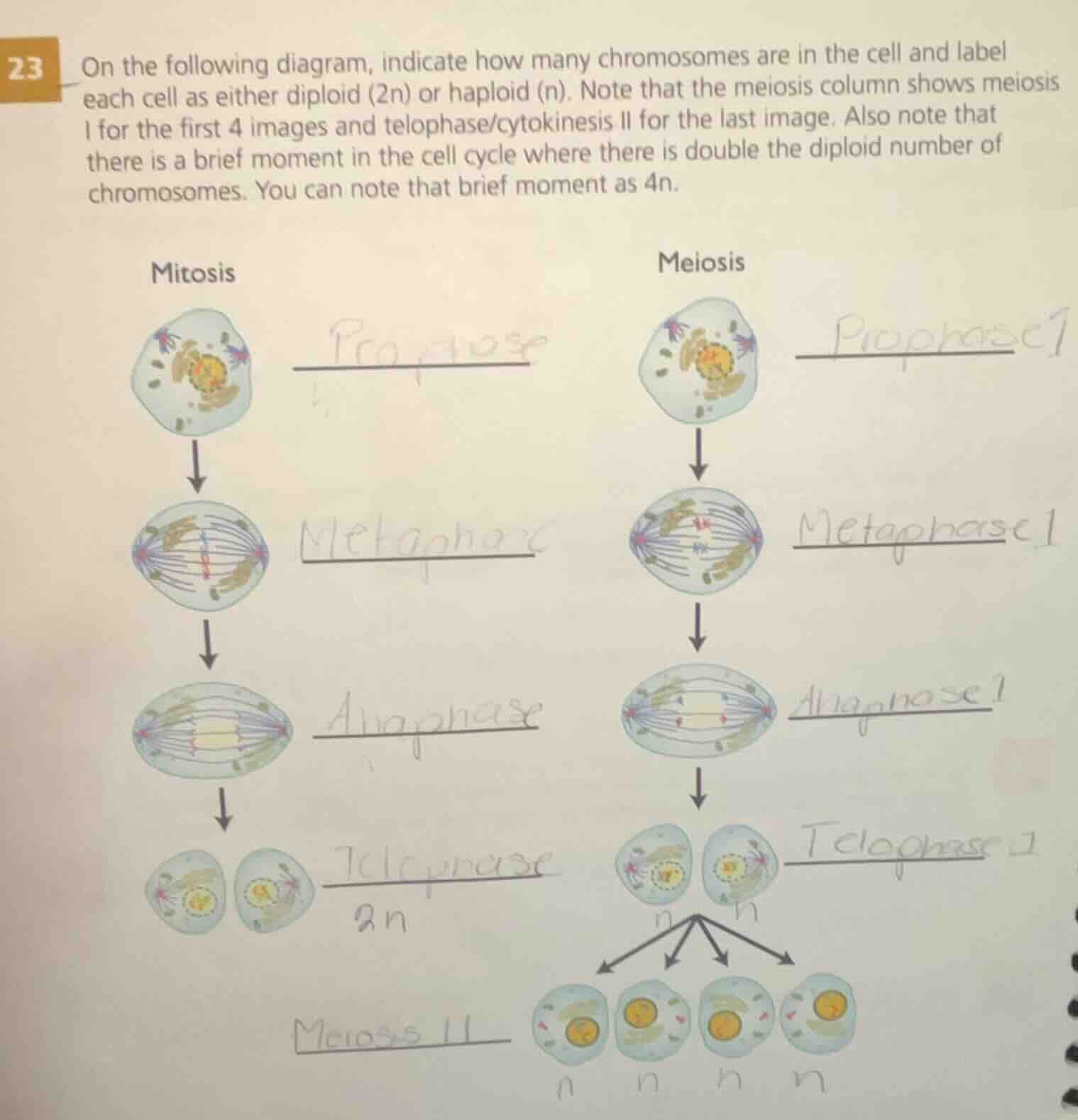 23 on the following diagram, indicate how many chromosomes are in the c…