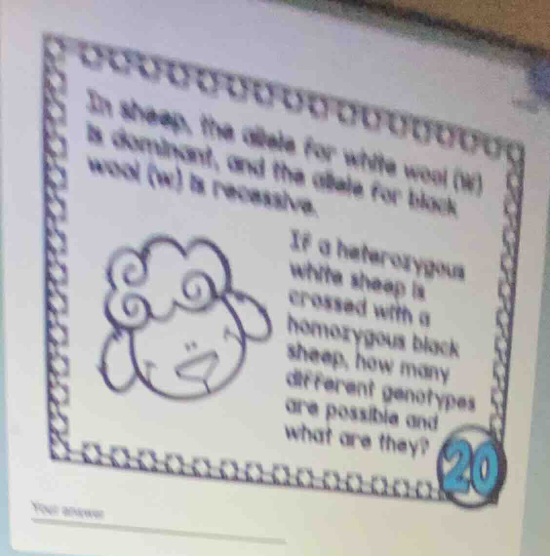 in sheep, the allele for white wool (w) is dominant, and the allele for…