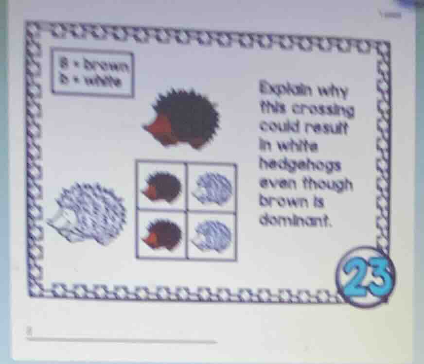 b = brown b = white explain why this crossing could result in white hed…
