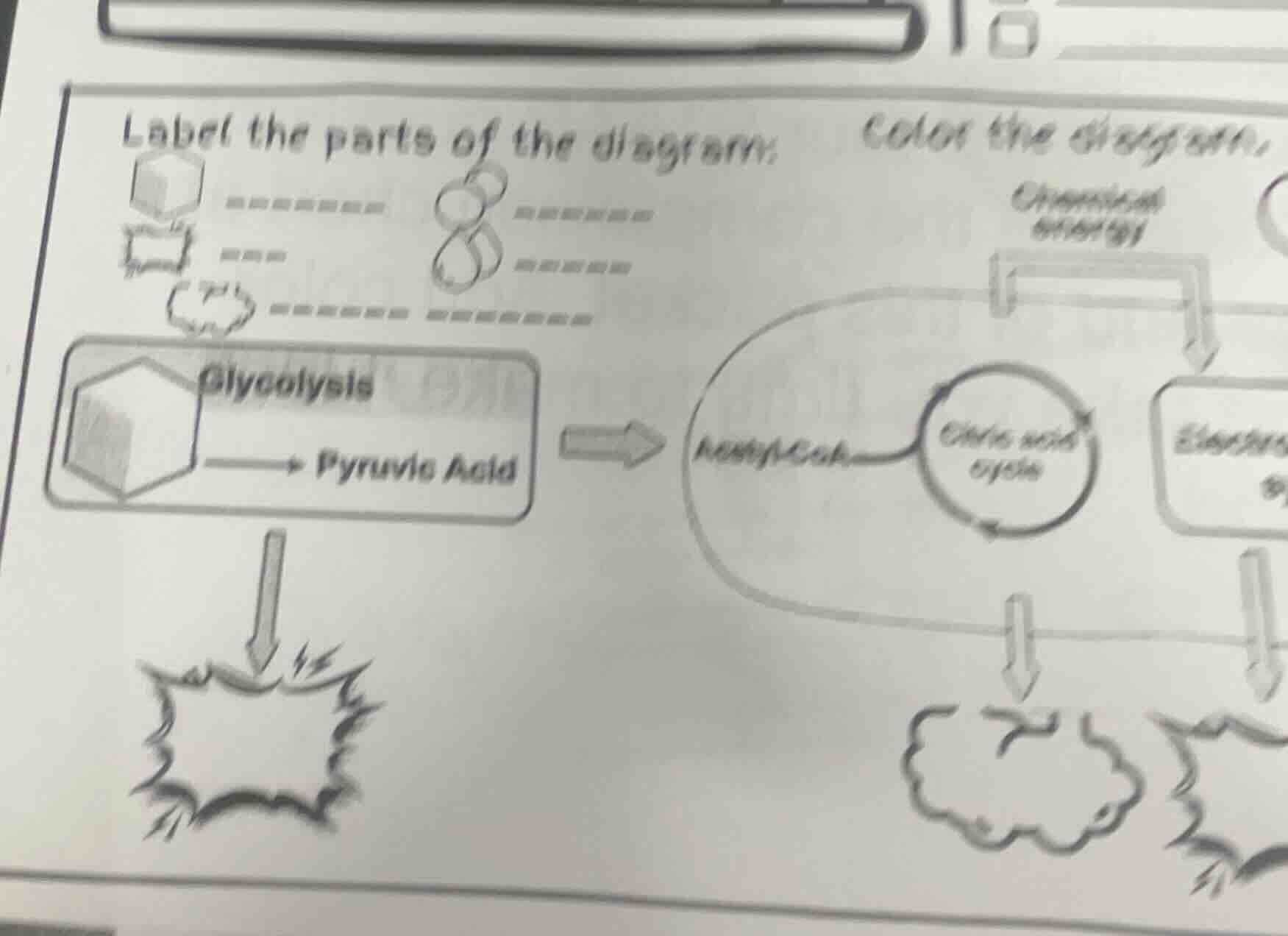 label the parts of the diagram. color the diagram. glycolysis pyruvic a…