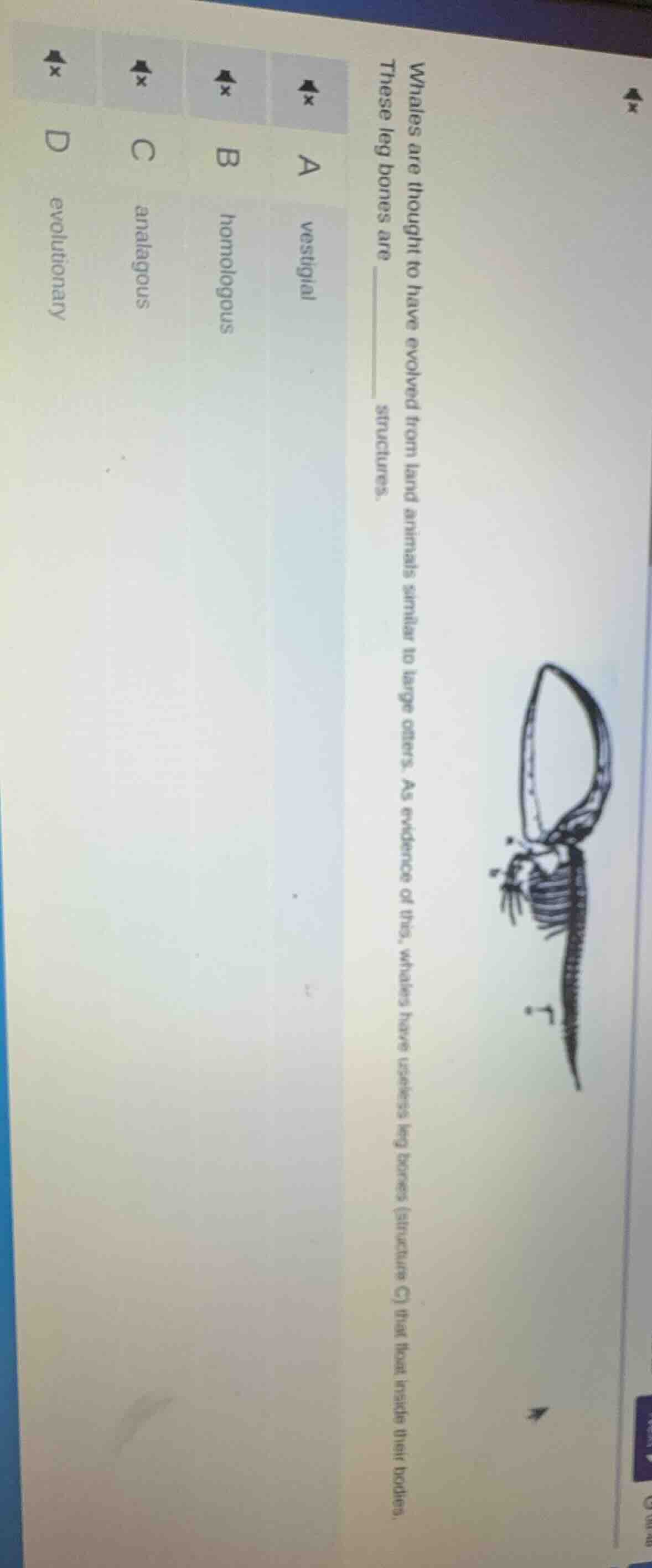 whales are thought to have evolved from land animals similar to large o…