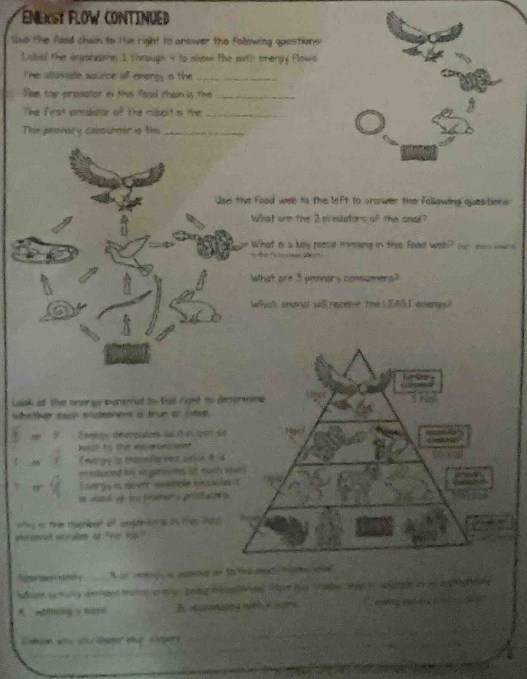 energy flow continued use the food chain to the right to answer the fol…