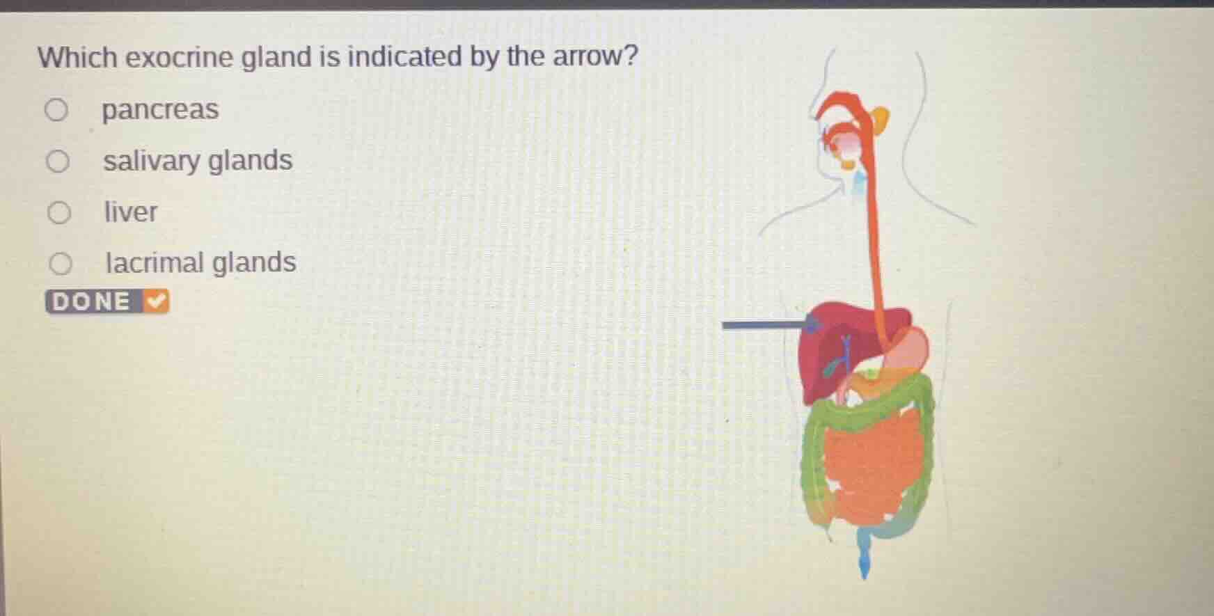 which exocrine gland is indicated by the arrow? pancreas salivary gland…
