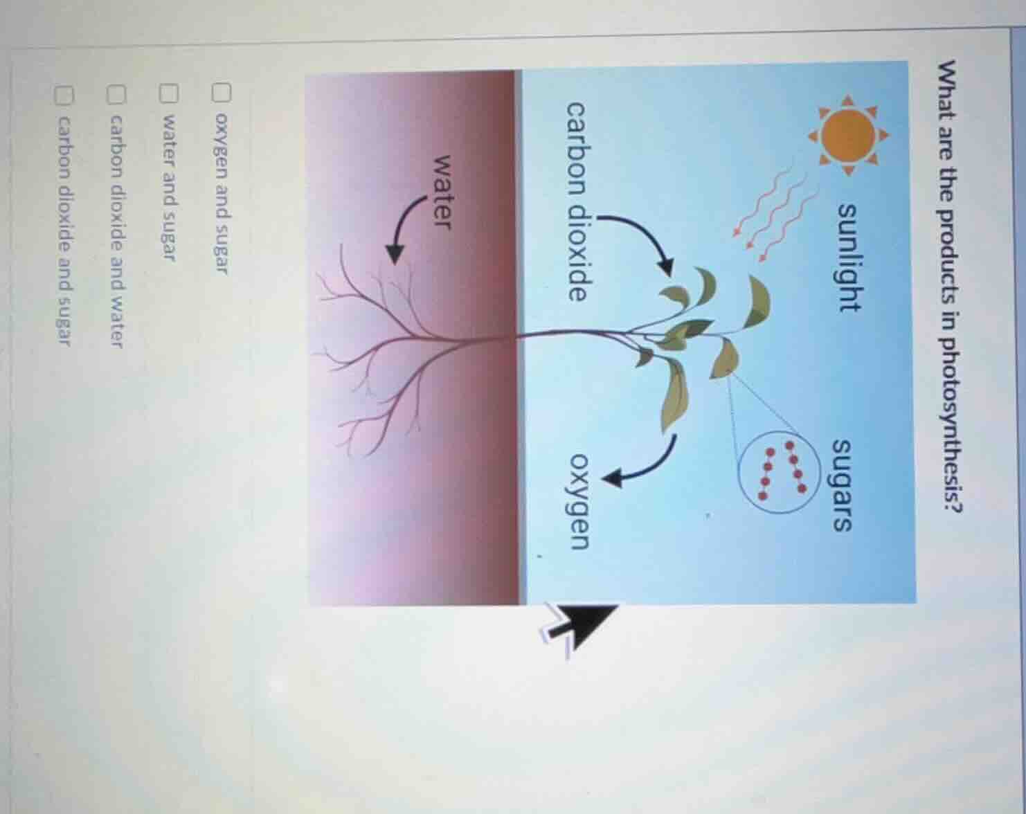 what are the products in photosynthesis? options: □ oxygen and sugar □ …
