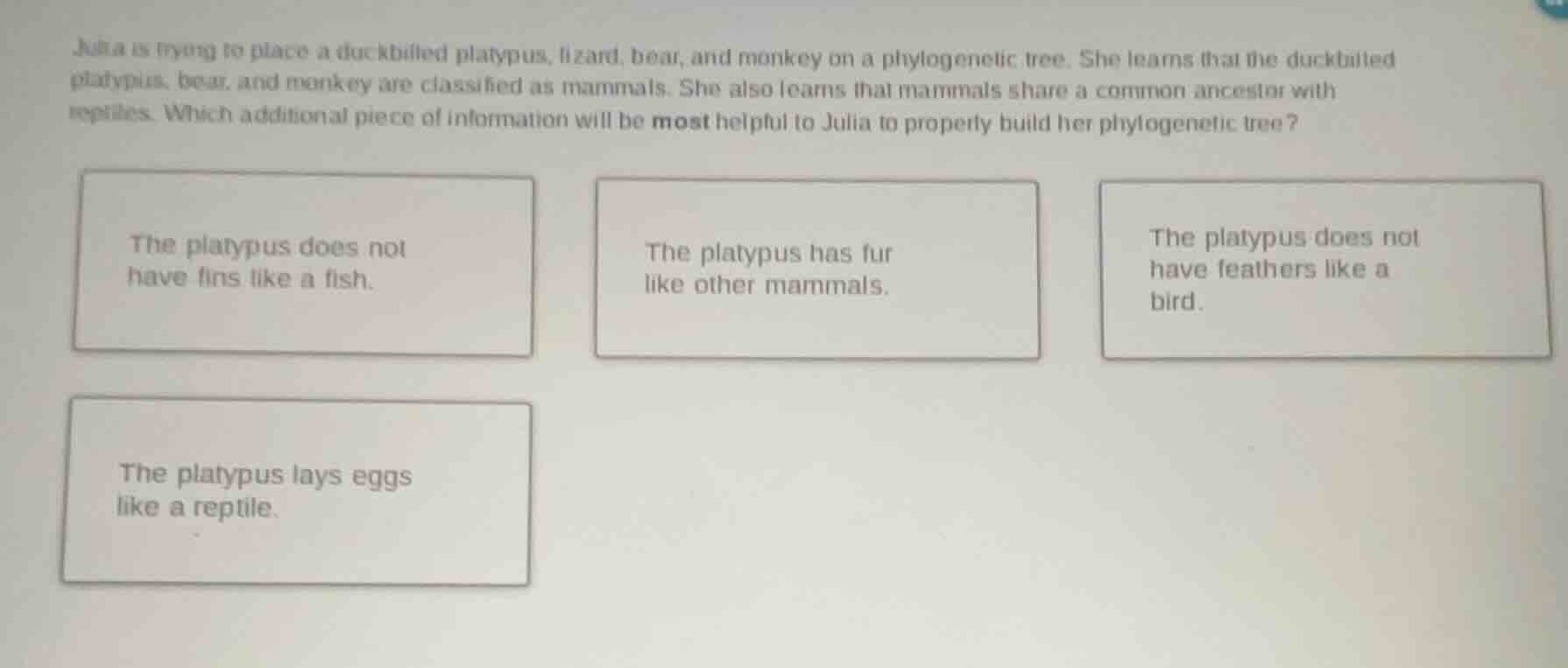 julia is trying to place a duckbilled platypus, lizard, bear, and monke…