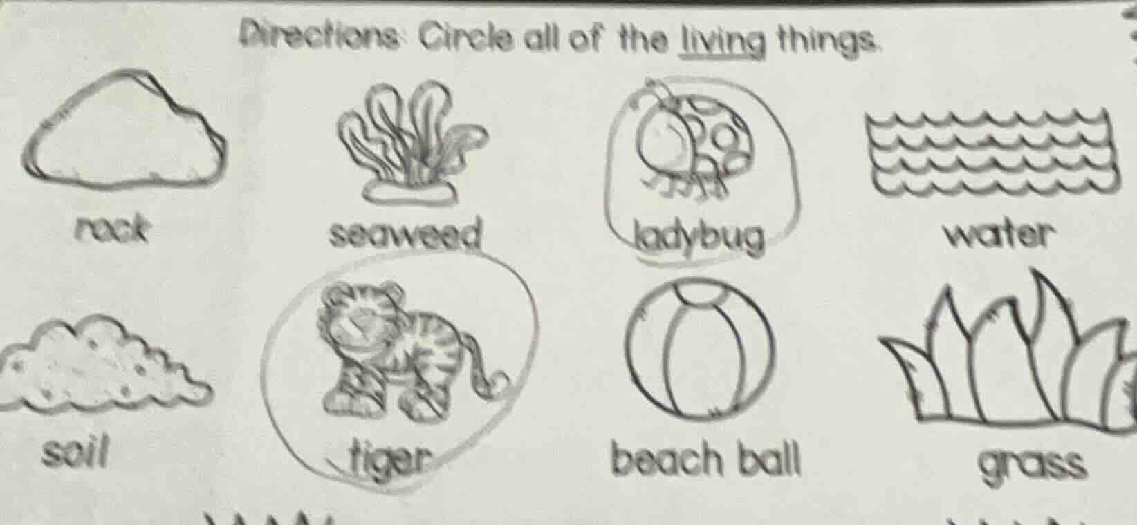 directions: circle all of the living things. rock seaweed ladybug water…