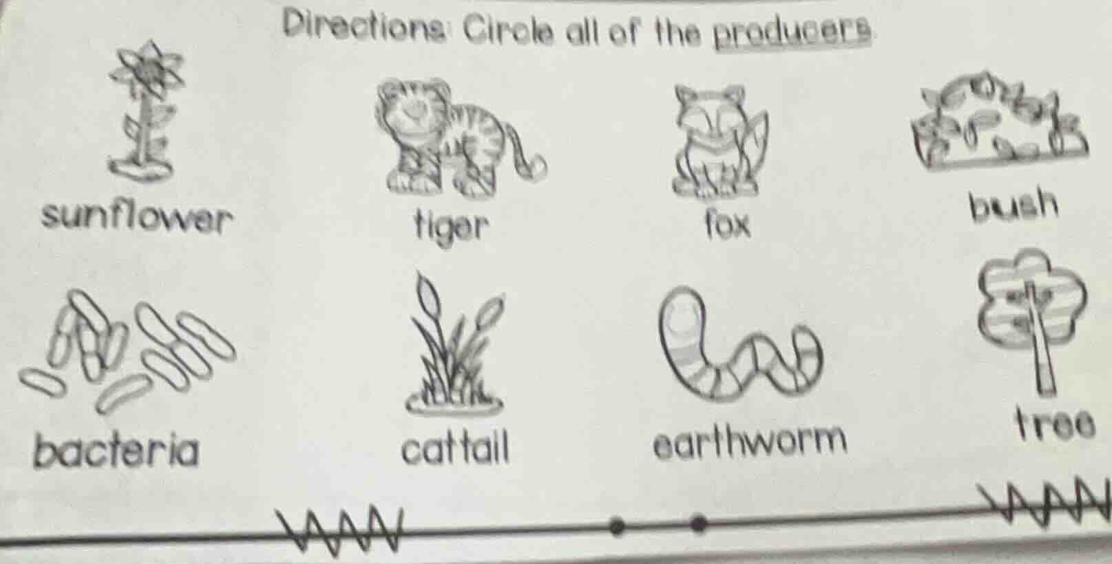 directions: circle all of the producers sunflower tiger fox bush bacter…