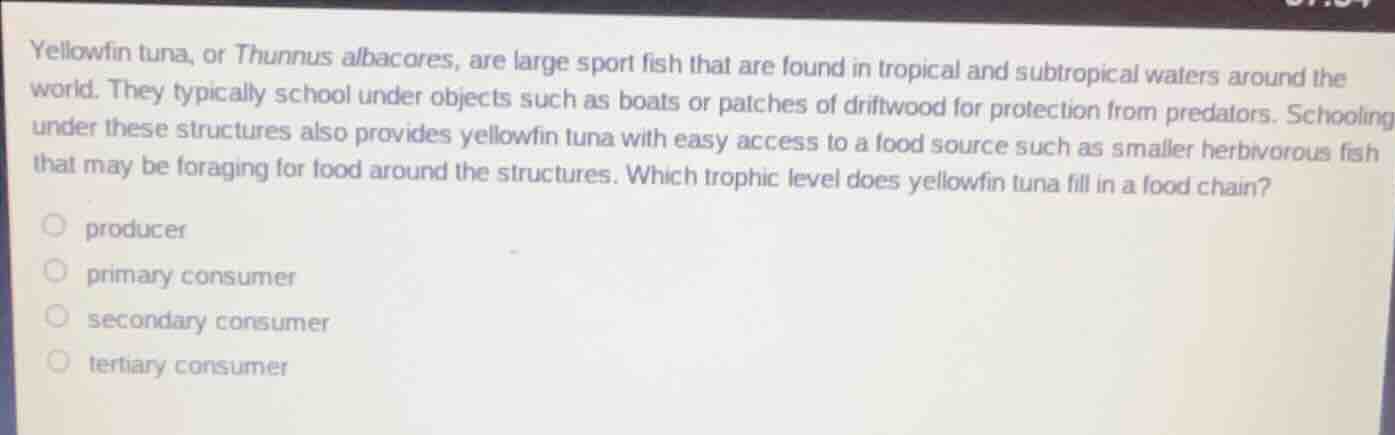 yellowfin tuna, or thunnus albacores, are large sport fish that are fou…