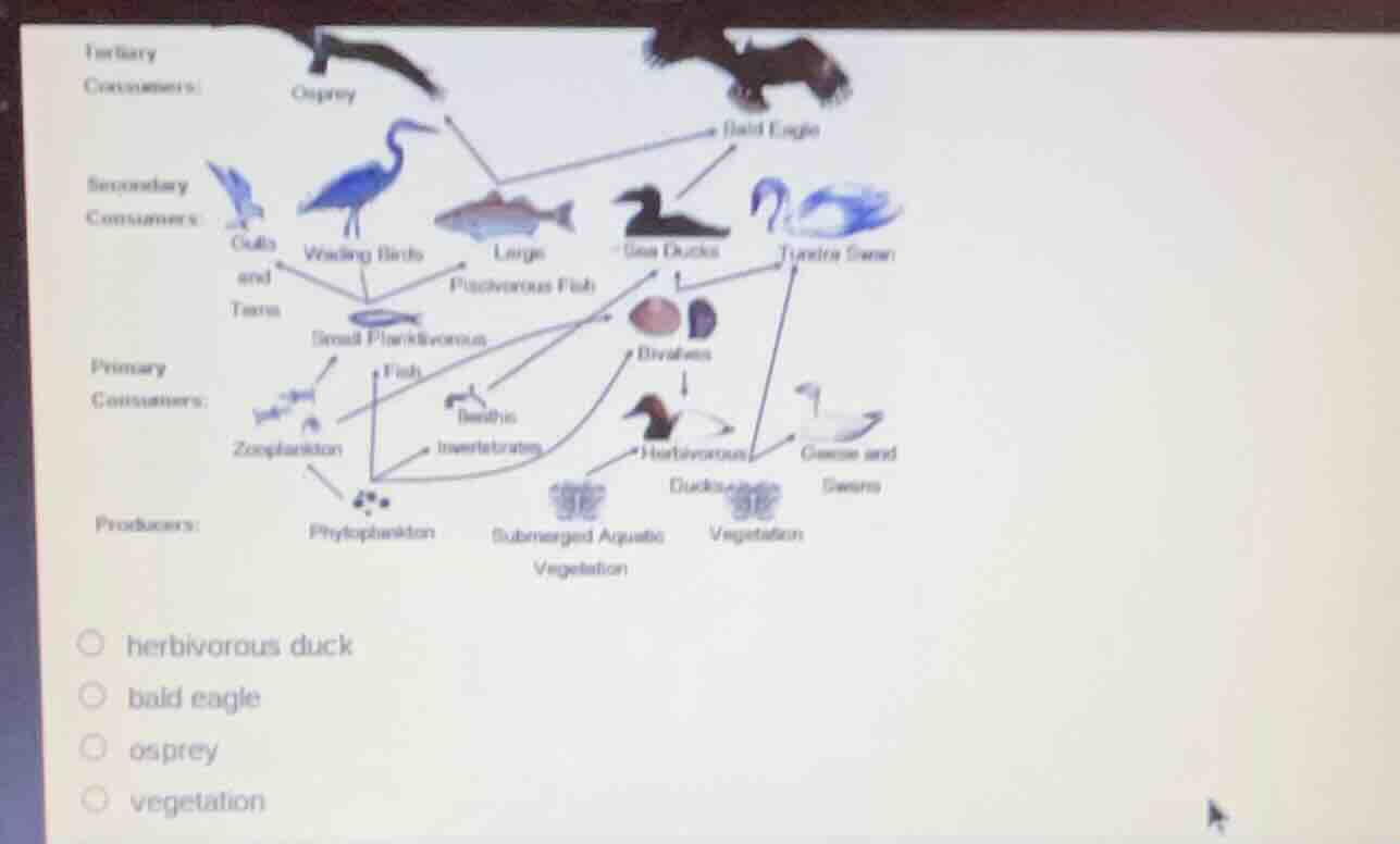 herbivorous duck bald eagle osprey vegetation