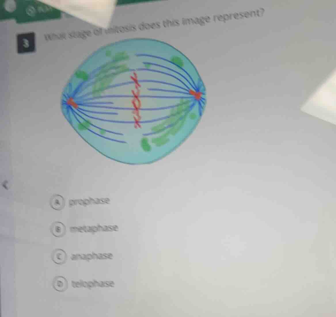 3 what stage of mitosis does this image represent? a prophase b metapha…