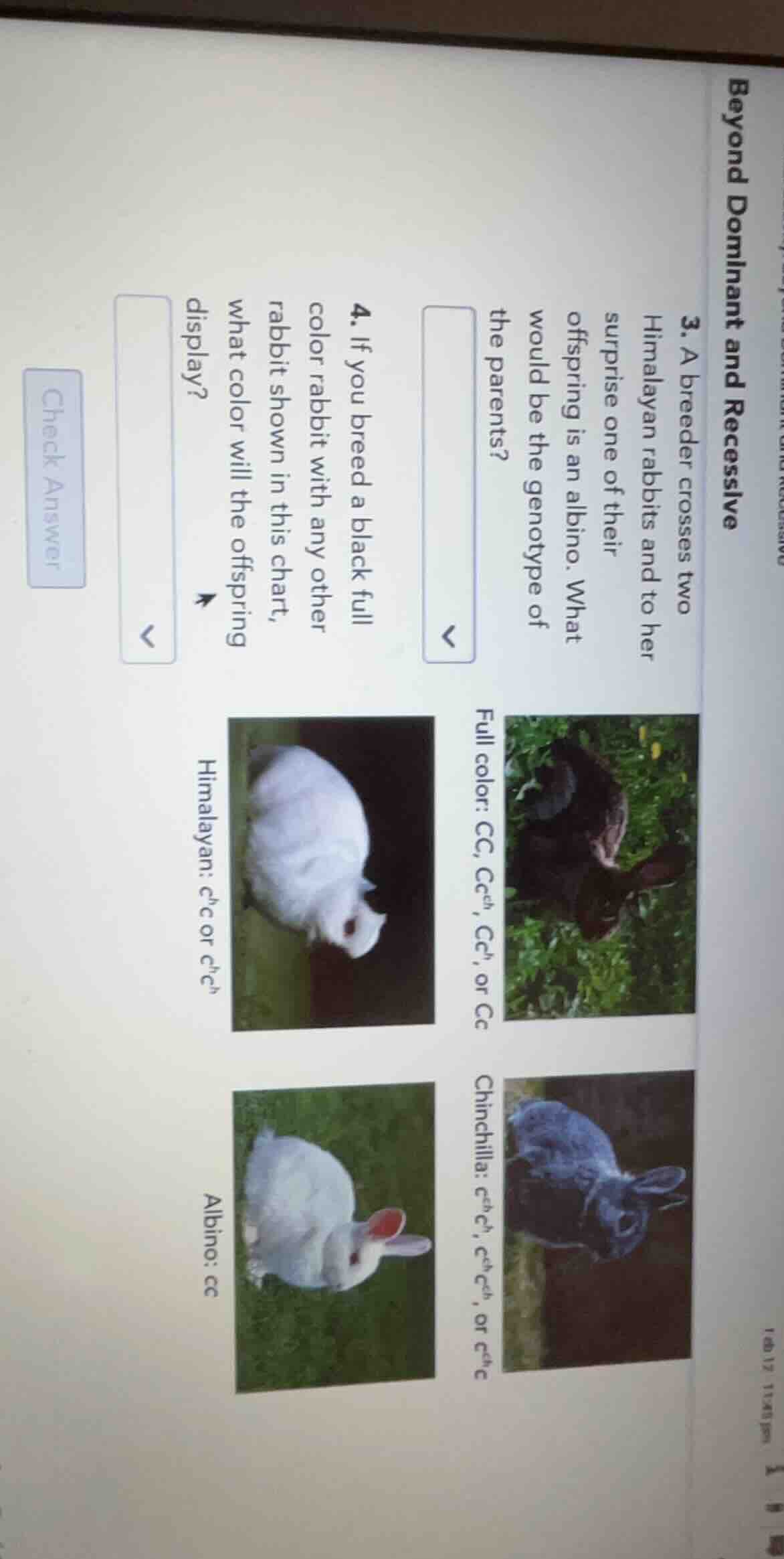 beyond dominant and recessive 3. a breeder crosses two himalayan rabbit…