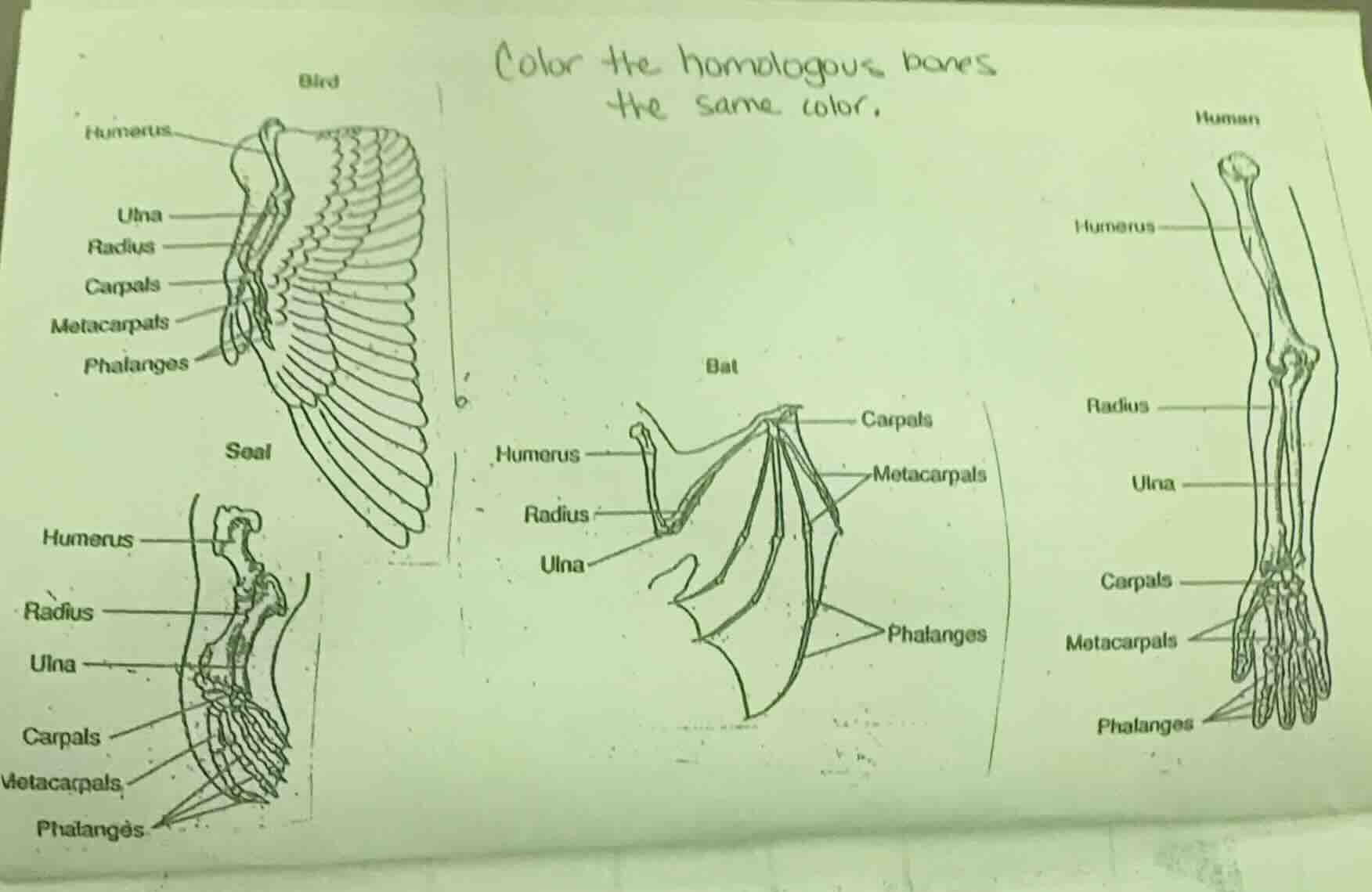 color the homologous bones the same color. bird humerus ulna radius car…