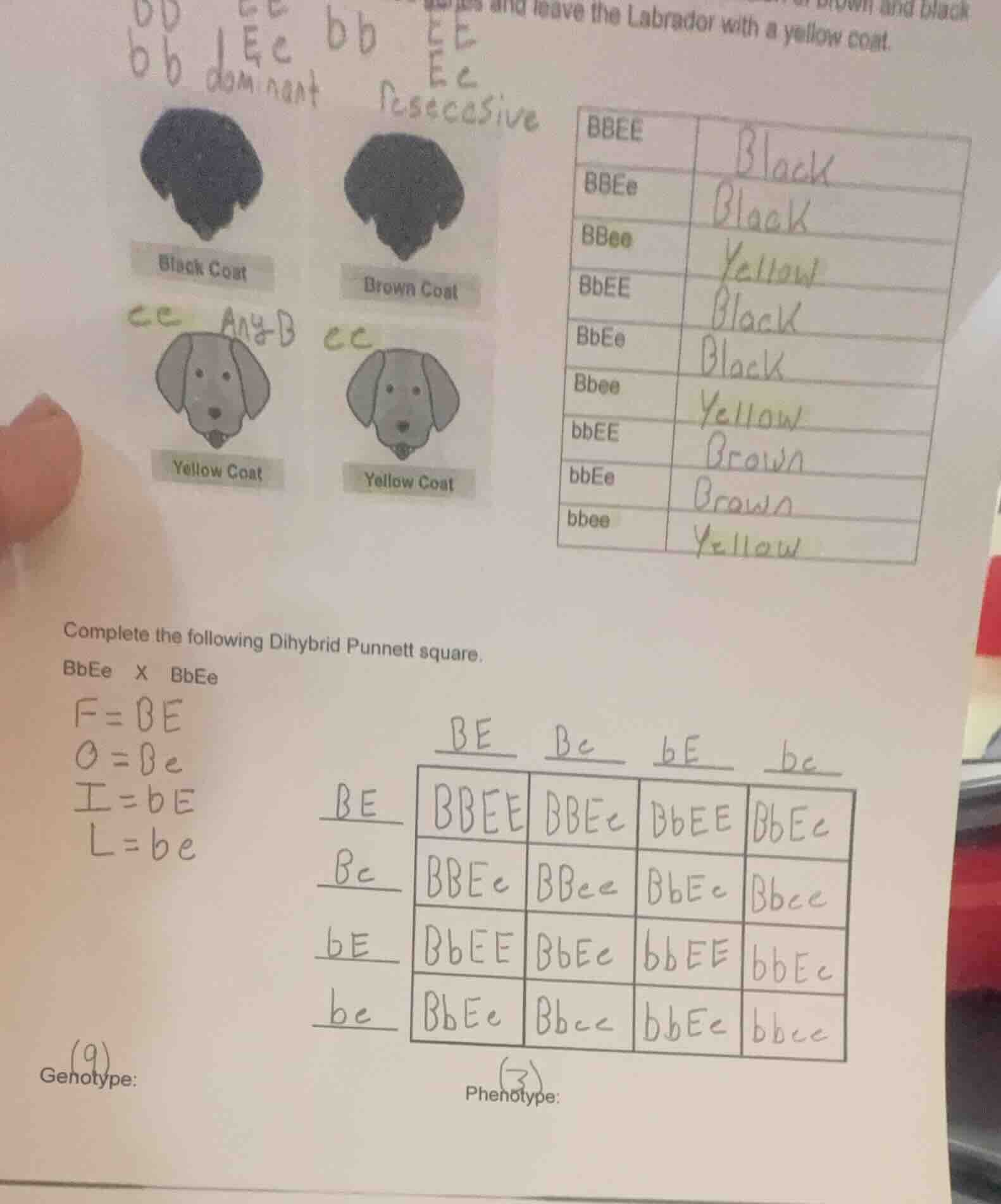 and leave the labrador with a yellow coat. complete the following dihyb…