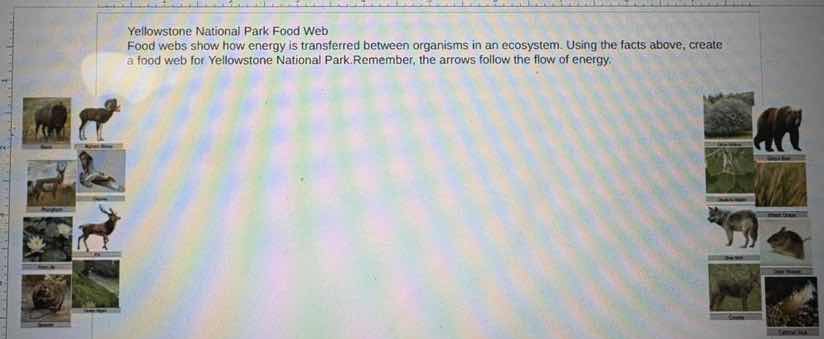 yellowstone national park food web food webs show how energy is transfe…