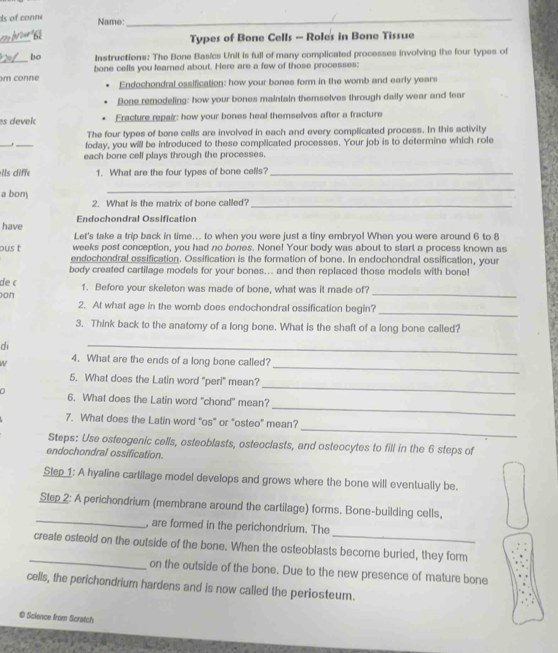 name: types of bone cells - roles in bone tissue instructions: the bone…