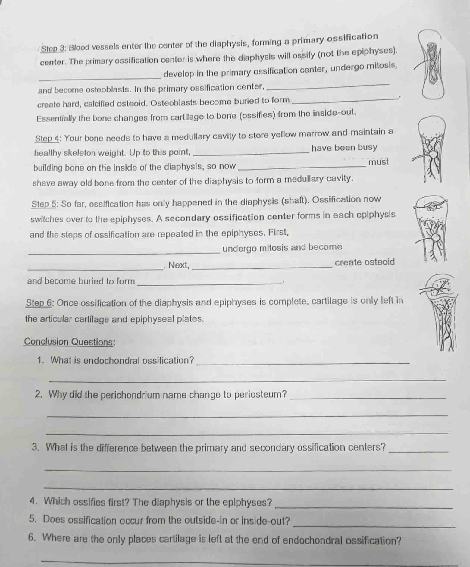 step 3: blood vessels enter the center of the diaphysis, forming a prim…