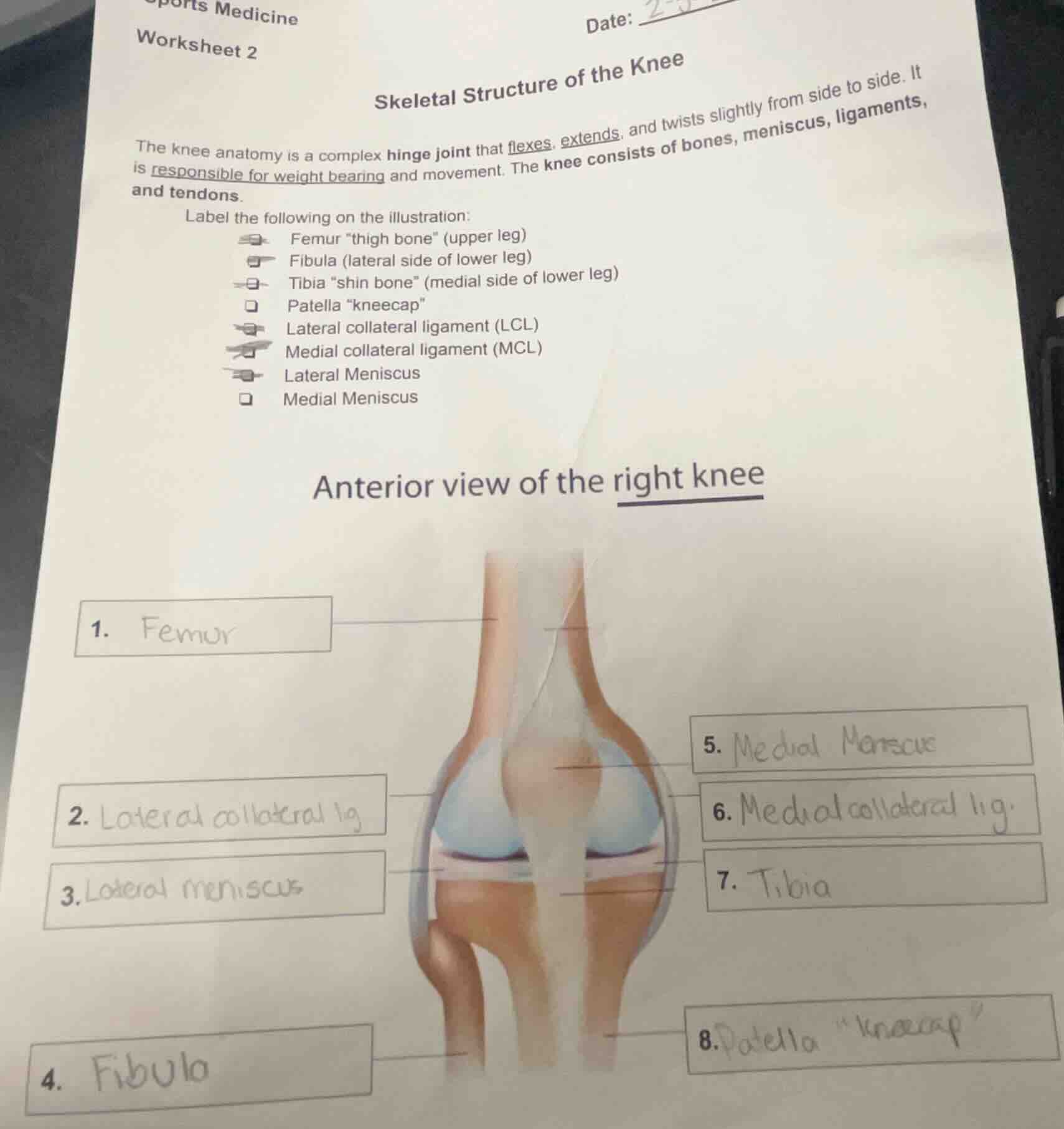 sports medicine worksheet 2 date: skeletal structure of the knee the kn…
