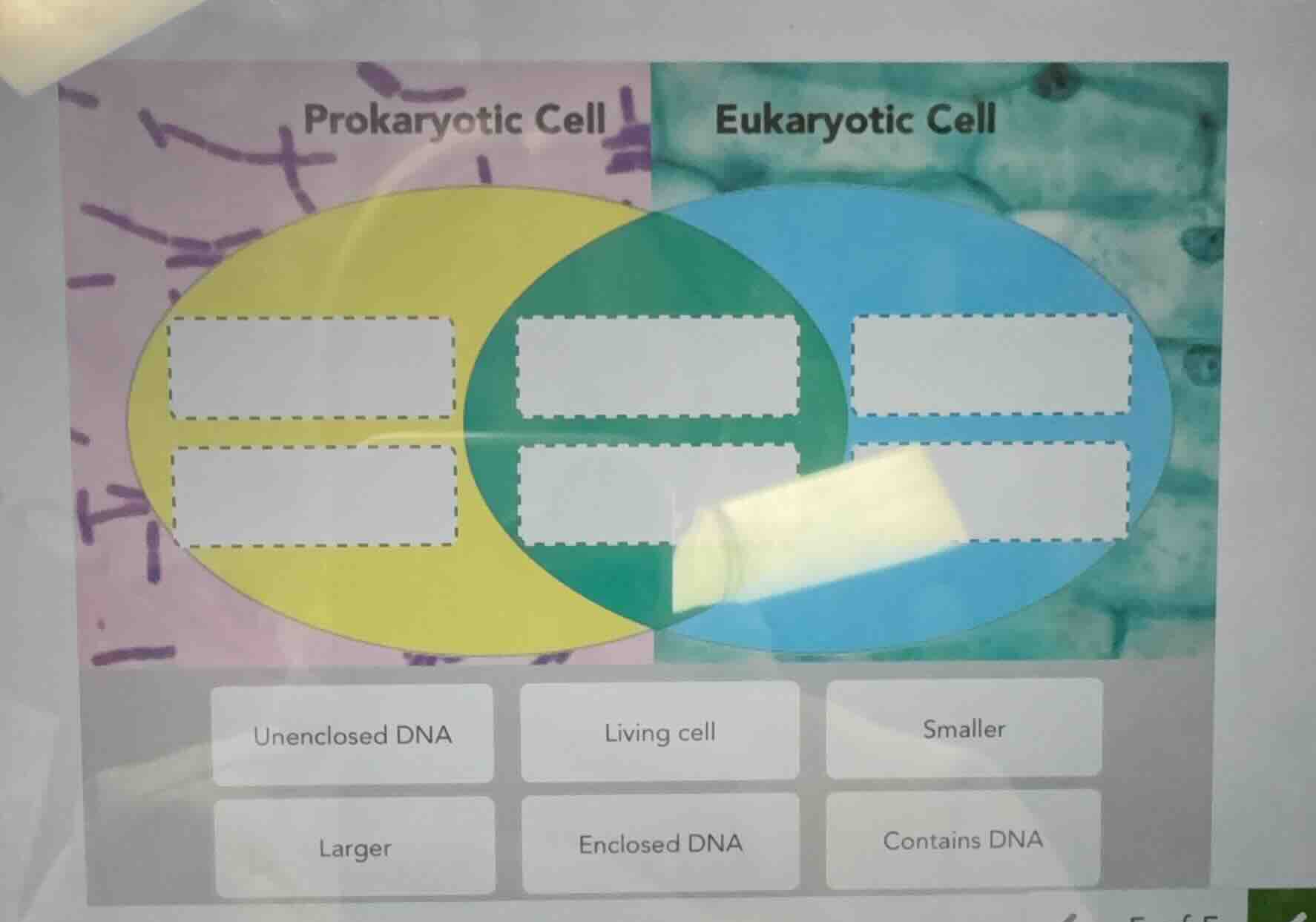 prokaryotic cell eukaryotic cell unenclosed dna living cell smaller lar…
