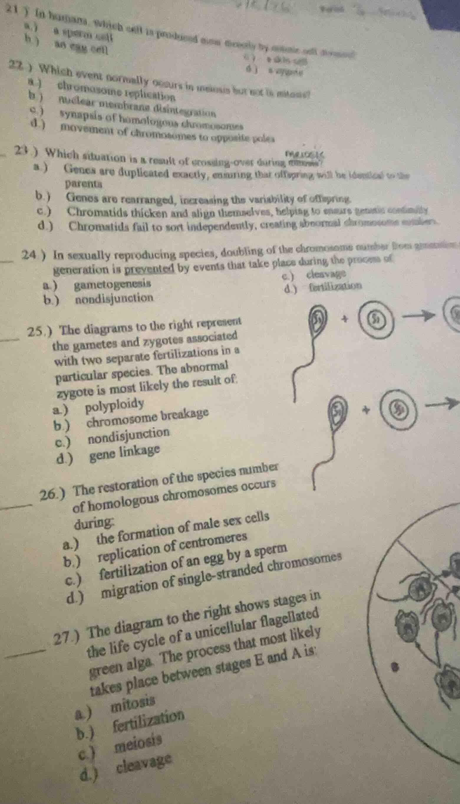 21 ) in humans, which cell is produced most directly by mitotic cell di…