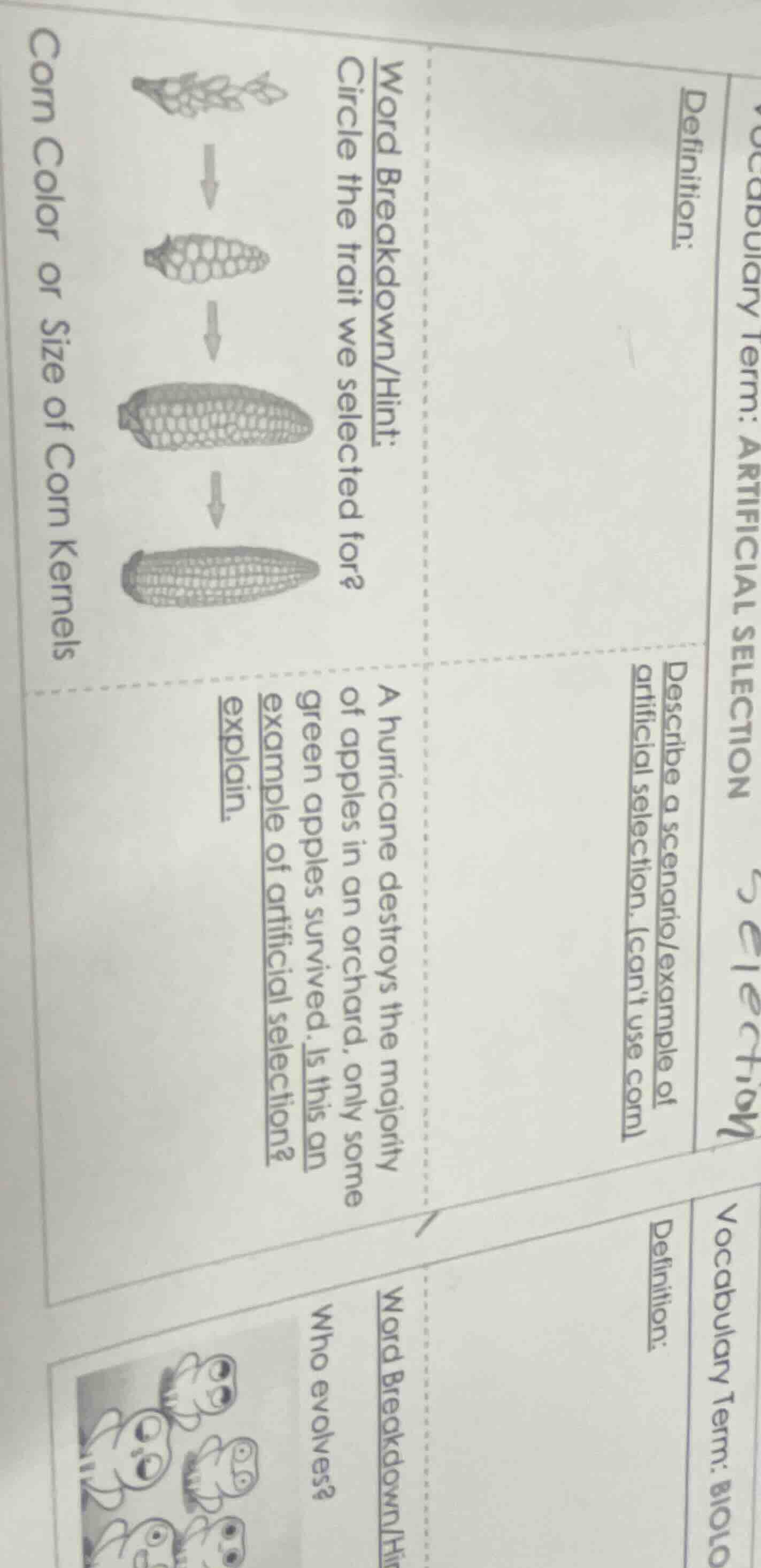 corn color or size of corn kernels word breakdown/hint: circle the trai…