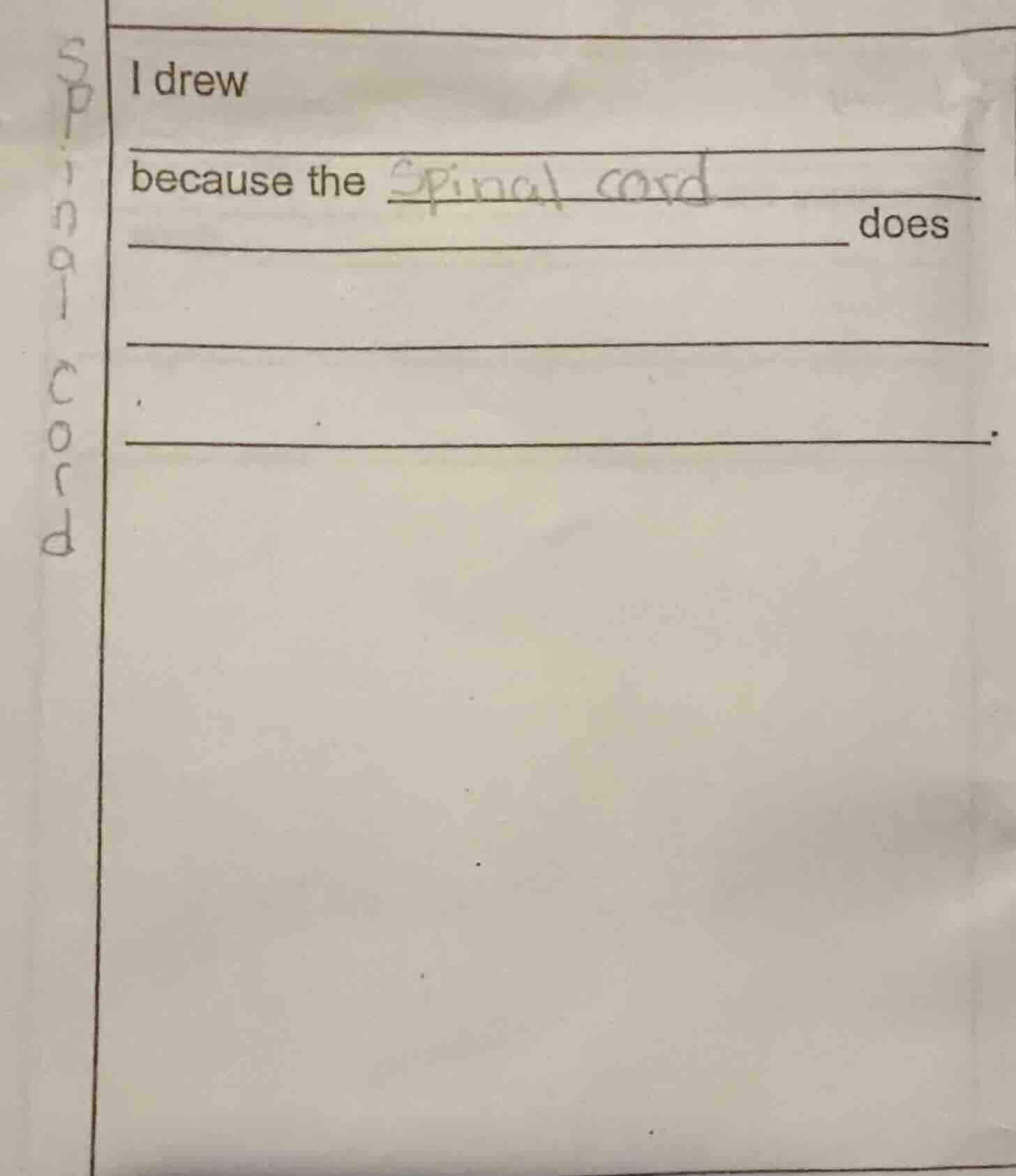 i drew because the spinal cord does