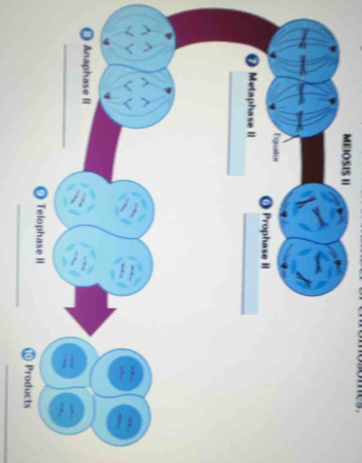 meiosis ii 7 metaphase ii 8 prophase ii 9 anaphase ii 10 telophase ii 1…