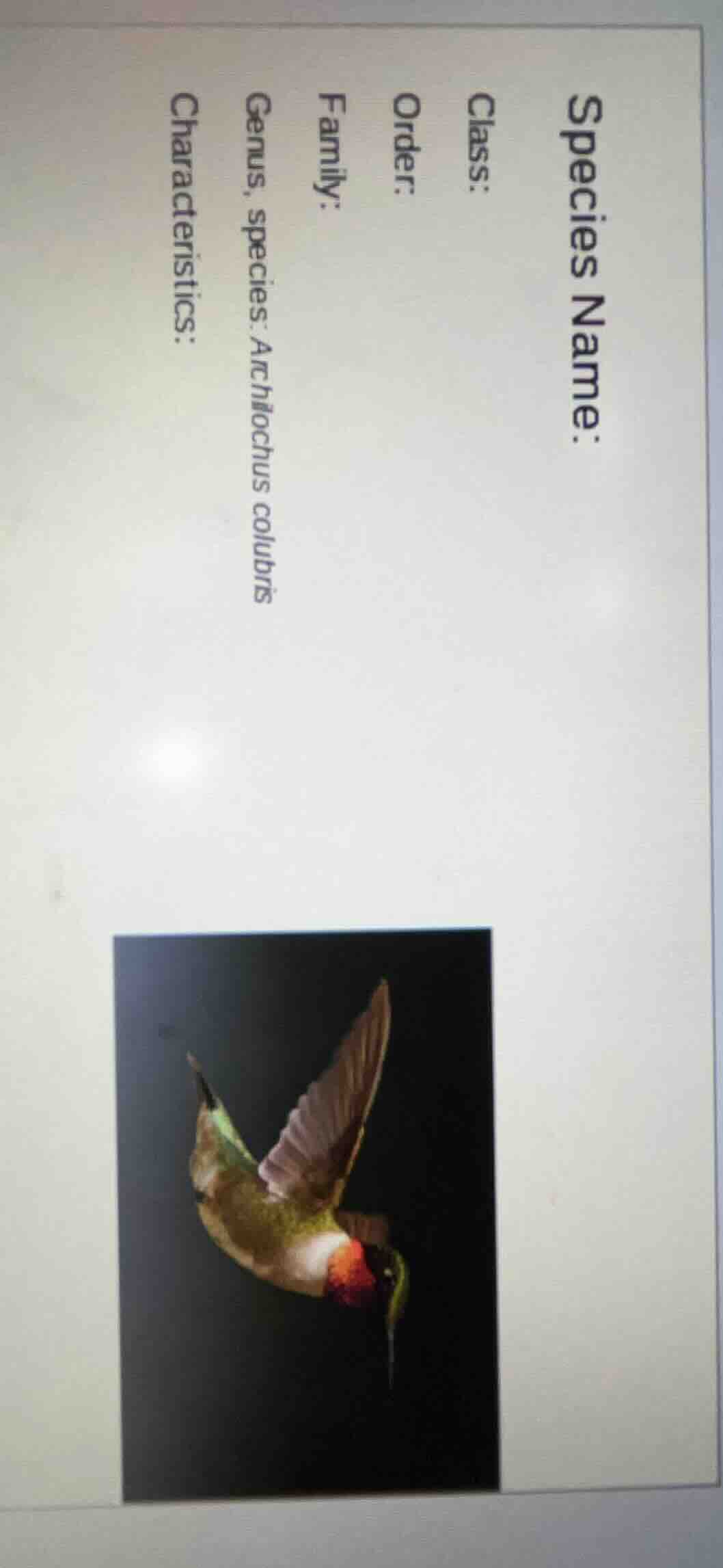 species name: class: order: family: genus, species: archilochus colubri…